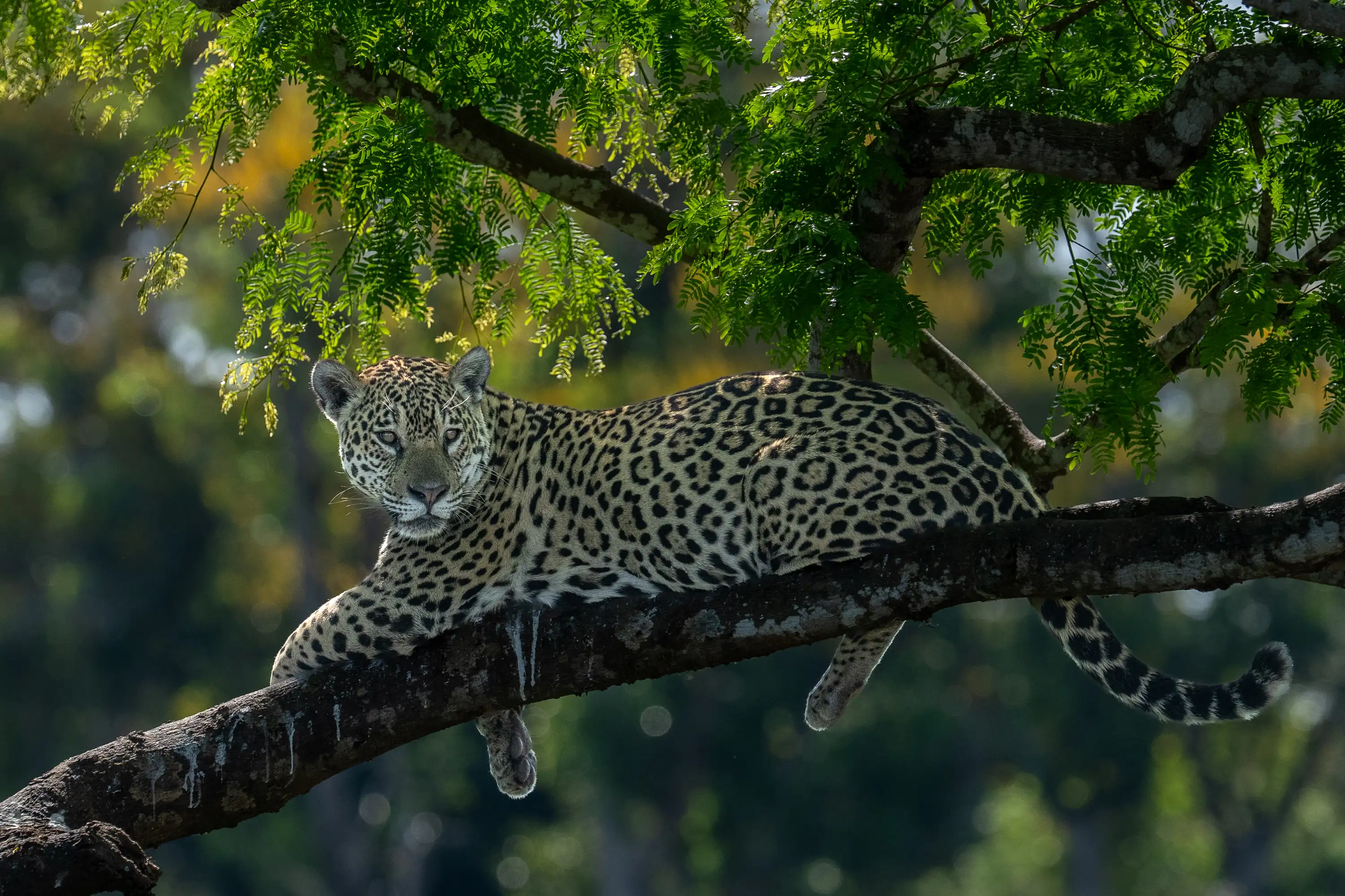 Pantanal Jaguar Expedition gallery image 16